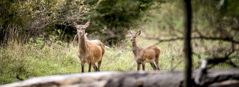 Jægersborg Dyrehave vokser nordpå med urørt skov