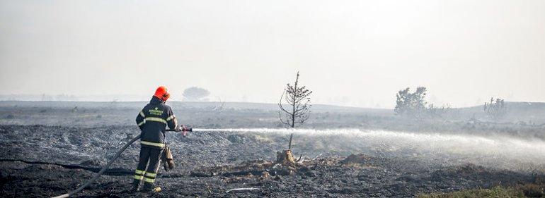 Et år efter naturbrand på Randbøl Hede: Naturen kommer sig igen