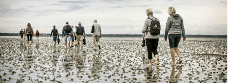 Nationalpark Vadehavet får løft med app og info-steder