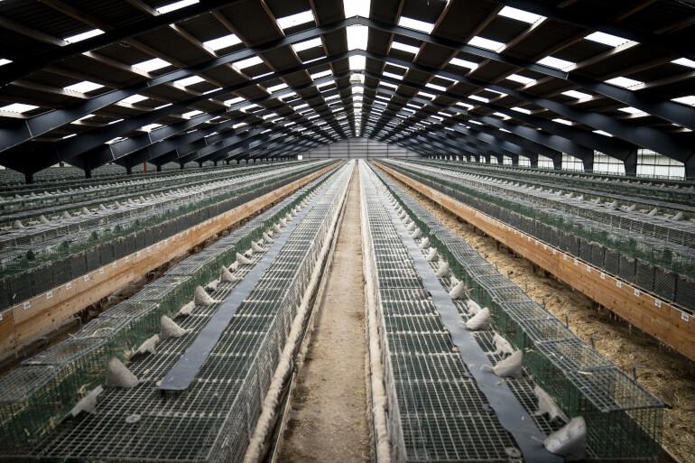 Fødevarestyrelsen afviser at give millioner til minkprojekt