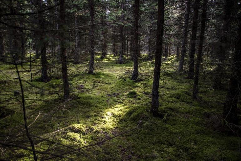 Jylland og Bornholm deler tre nye naturnationalparker mellem sig
