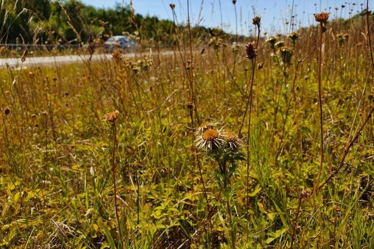 Græs langs vejene skal gro længere til gavn for insekter