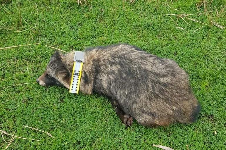 Mårhunde med GPS sættes ind mod artsfæller på Fyn