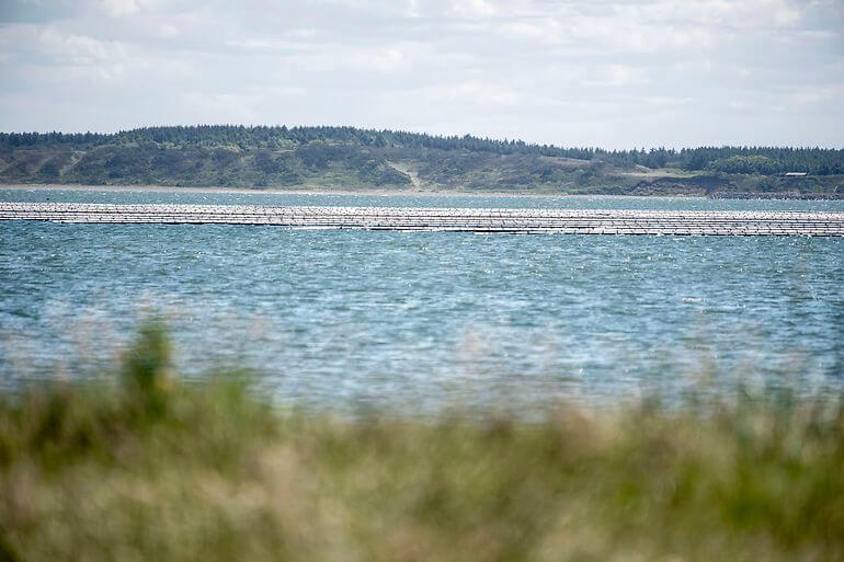 Protest mod havplan: Muslingeanlæg er helt ude af proportion
