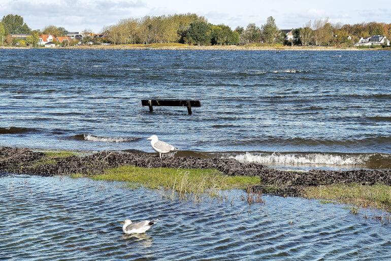 Rapport: Halvdelen af Danmarks strandenge vil forsvinde i havet  