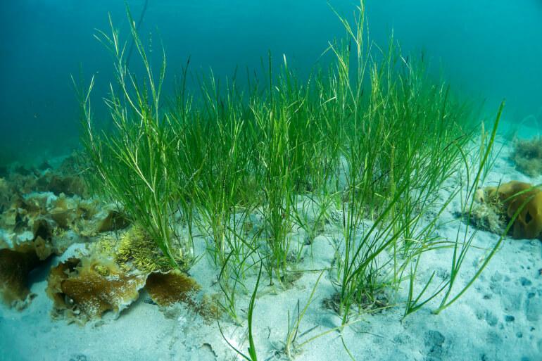 Masser af ålegræs i Kolding Fjord skal gavne vandmiljø og biodiversitet