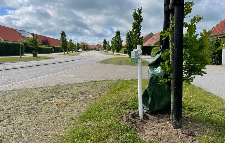Træet meddeler via app om det skal vandes