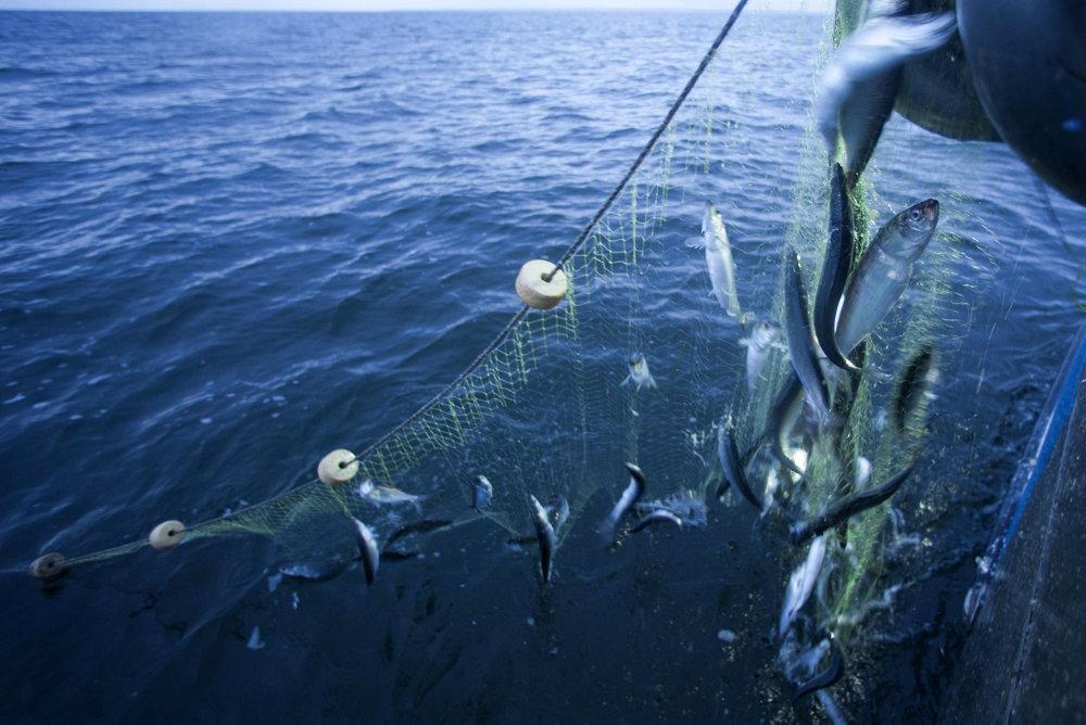 Regeringen freder bælthavet og vil forbyde udbredt fiskemetode