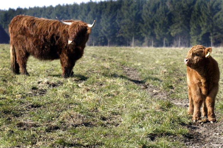 Køer fjernes fra populær vandrerute, efter at kvinde blev stanget