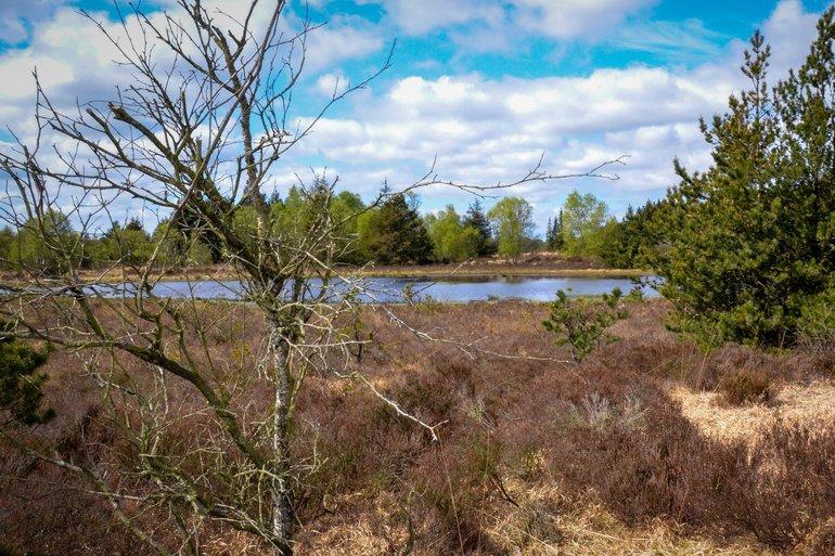 Stort naturgenopretningsprojekt i fem kommuner er nomineret til EU-pris