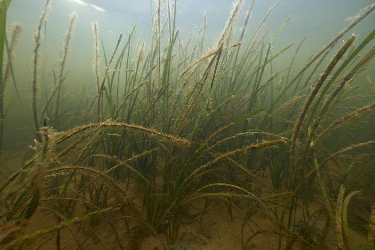 Masseudplantning af ålegræs skal hjælpe nødlidende havmiljø
