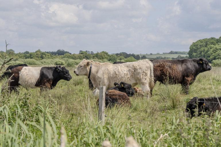 Naturnationalparker skal give den pressede natur ny ilt