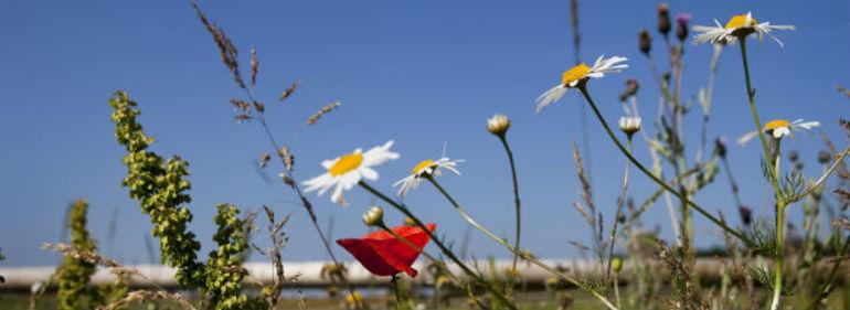 Naturpakke åbner for mere natur og lukker strid med K