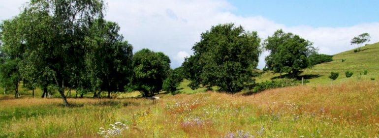 Naturpleje i ådale som rentabel driftsgren for landbruget