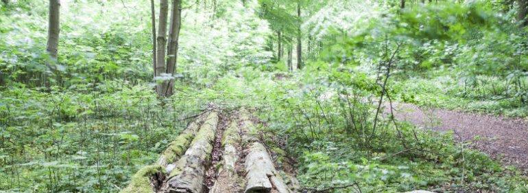 Ellemann dropper Lundes plan om at reducere beskyttet natur