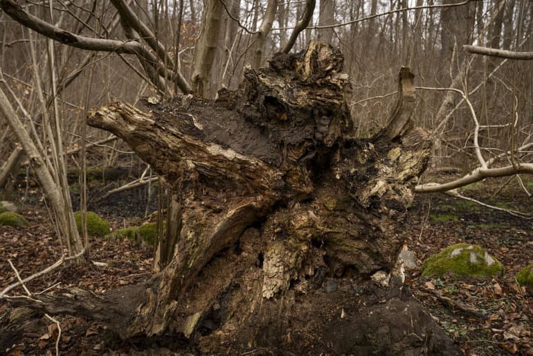 Bo Amstrup/Ritzau Scanpix